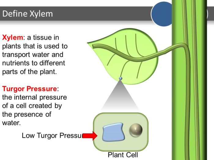 Why is water important for plants