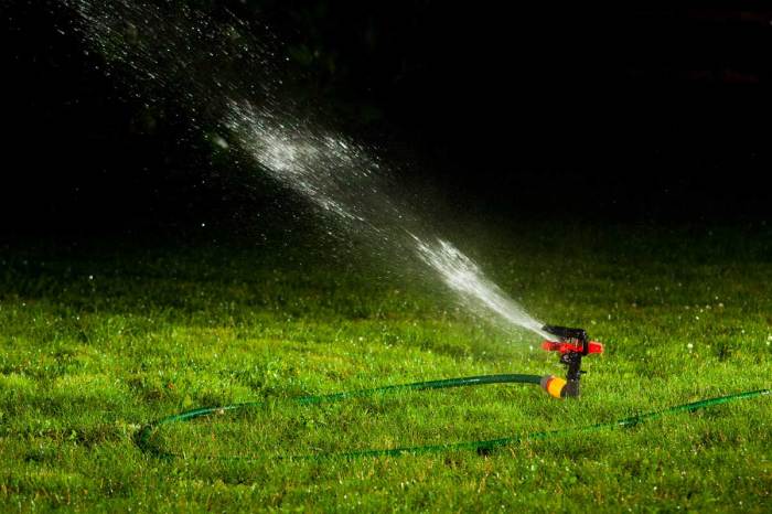 Should i water my plants at night