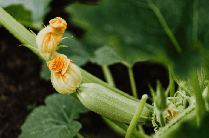 Zucchini stake plant prune delineateyourdwelling