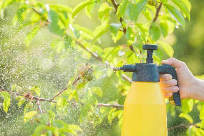 Can you spray soapy water on plants