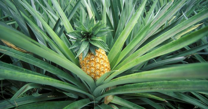 Pineapple grow growing pineapples gardensnursery