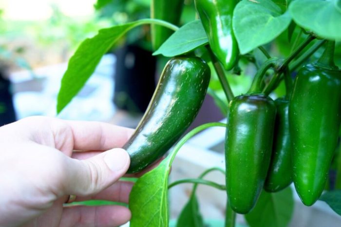 How often do i water jalapeno plants