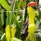 Do Pitcher Plants Need Distilled Water?