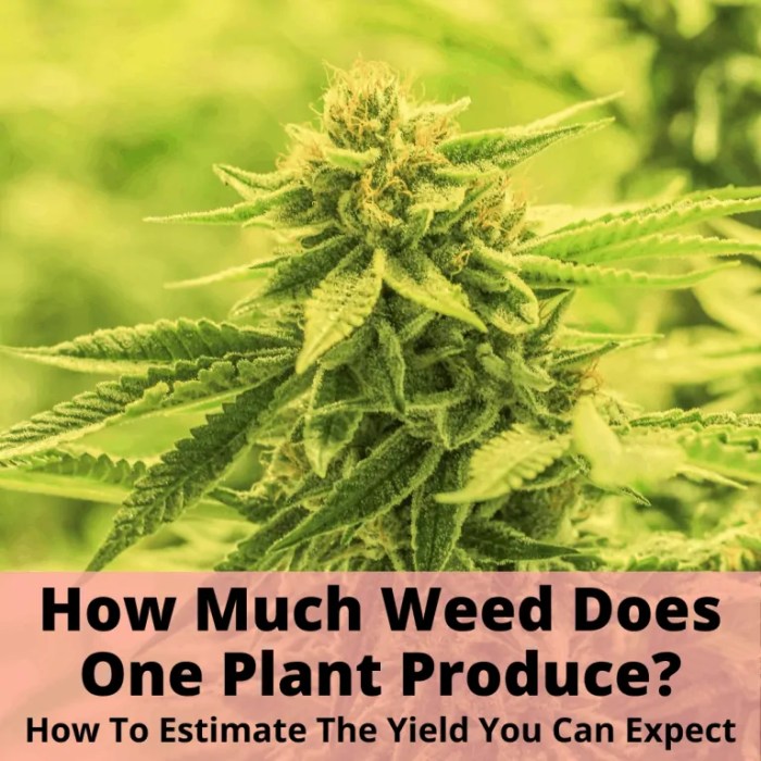 How much water does a weed plant take