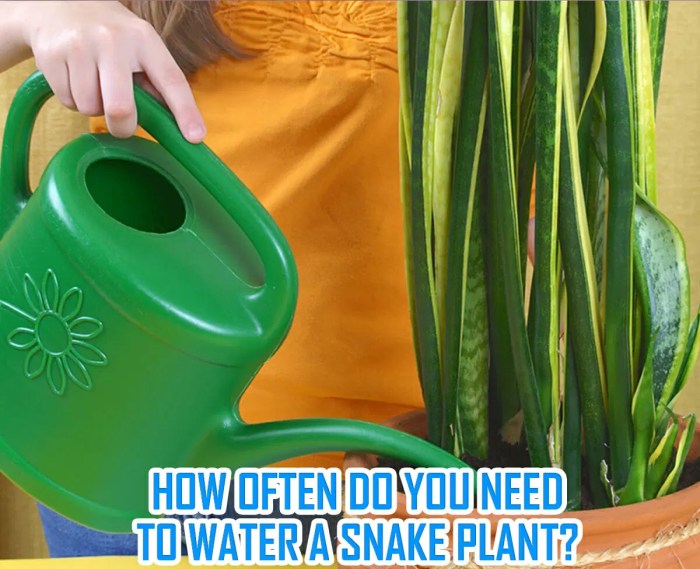 How much should i water my snake plant