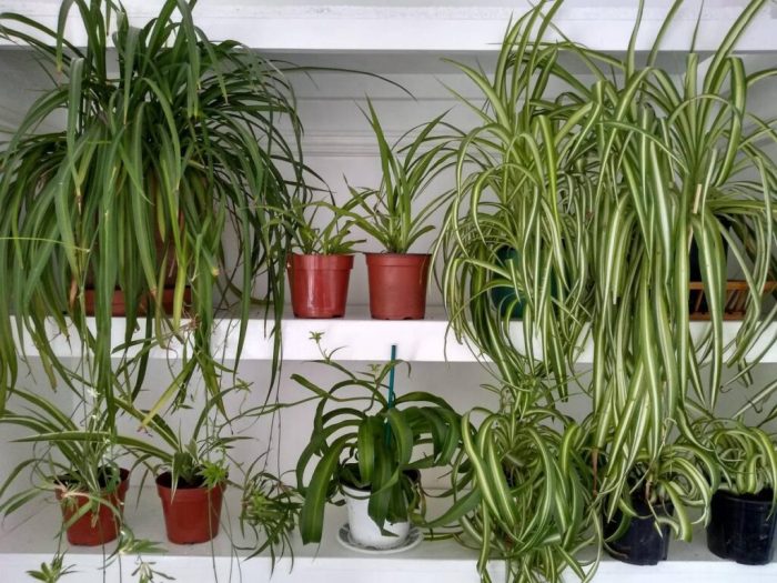 How much to water a spider plant