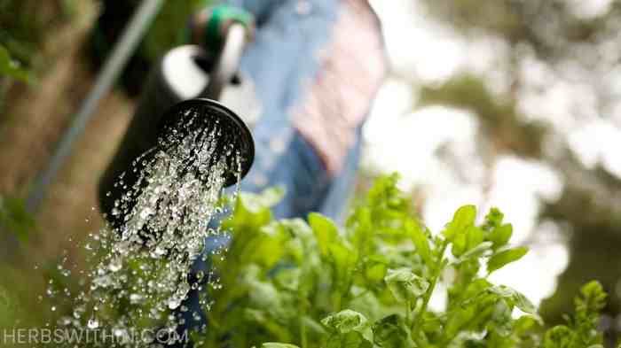 How often do you water a marijuana plant