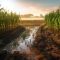 How Often Should You Water a Corn Plant?