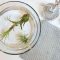 How Often Should You Water an Air Plant?