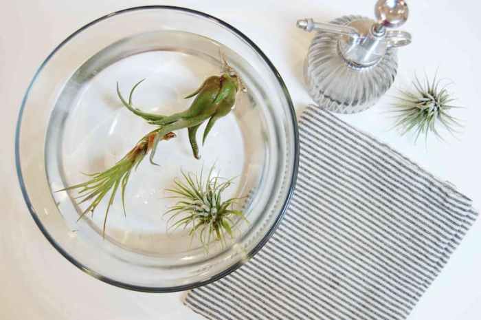 How often should you water an air plant