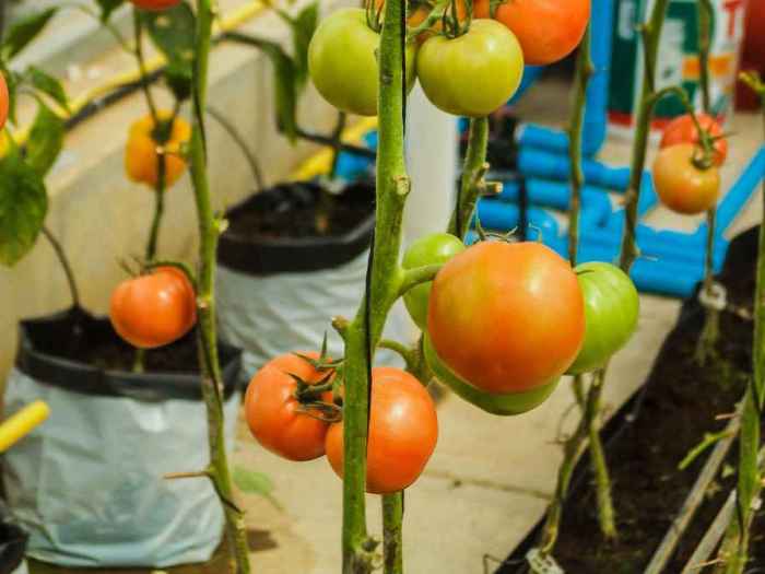 Tomatoes often watering