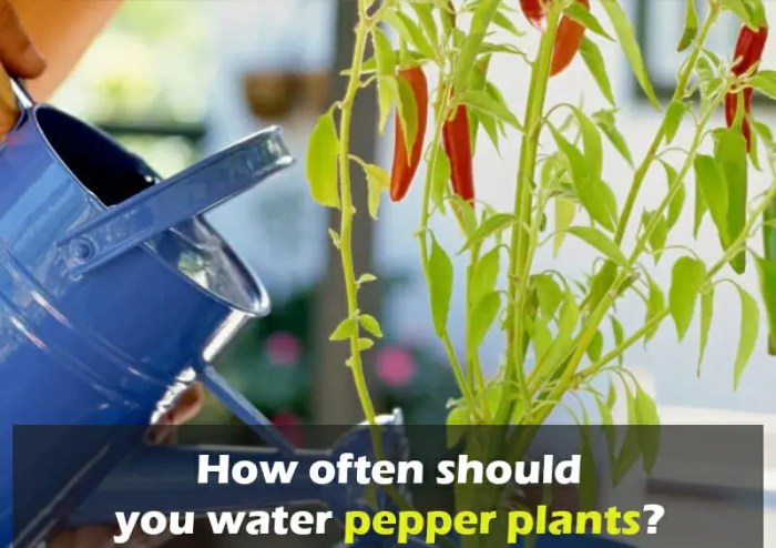 How much do you water a plant