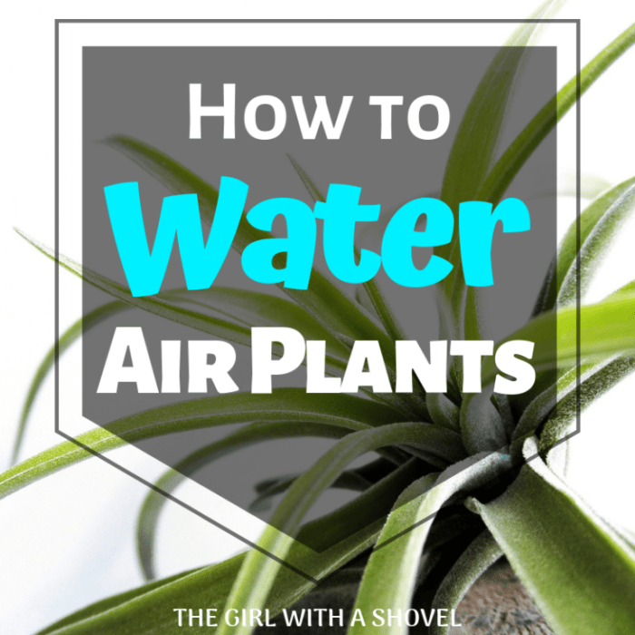 How often should i water my air plant