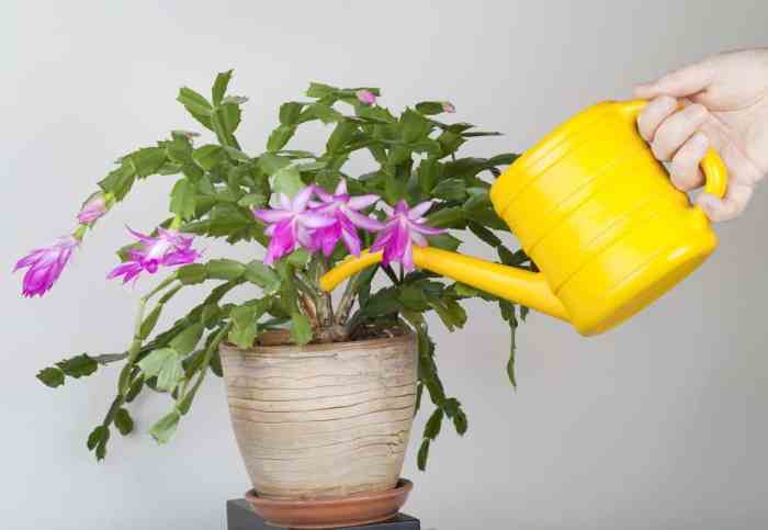 How much to water plants in pots