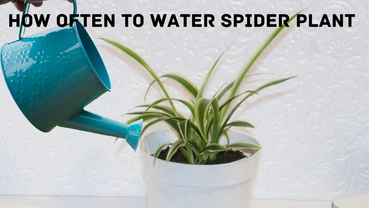 How often to water a spider plant indoors