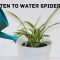 How Much to Water a Spider Plant