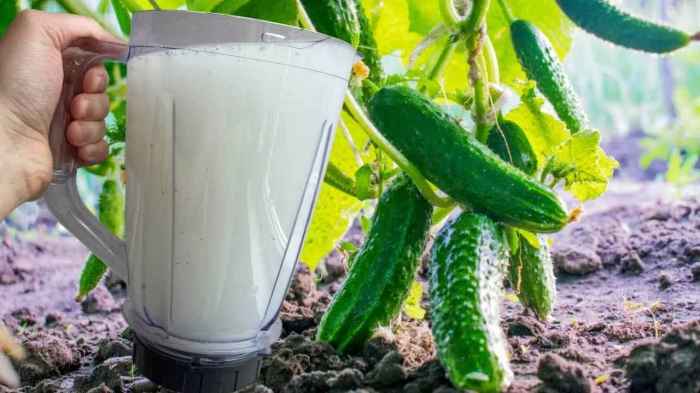 Is cucumber water good for plants