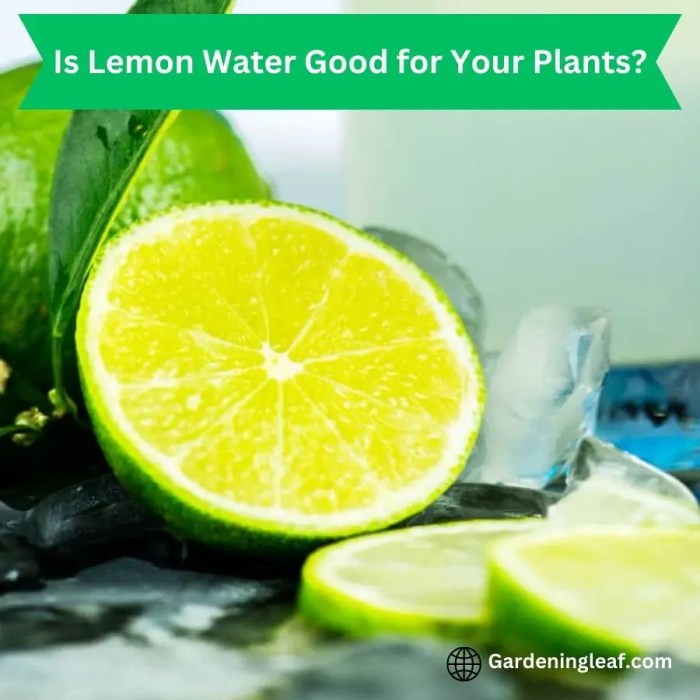 Which plants like lemon water