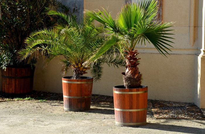 How much water does a palm plant need