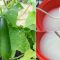 Is Cucumber Water Good for Plants?