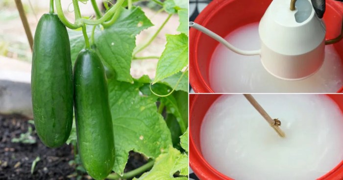 Is cucumber water good for plants