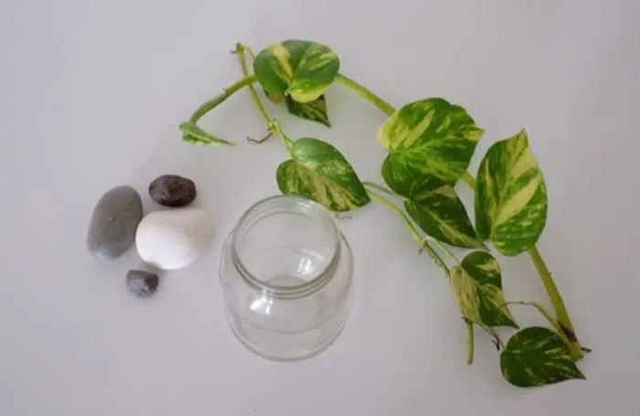 Can money plant grow in water