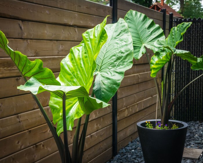 Can elephant ear plants grow in water