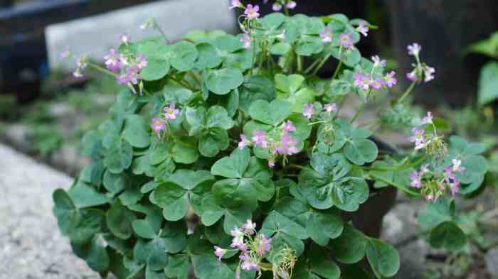 How often do you water a shamrock plant