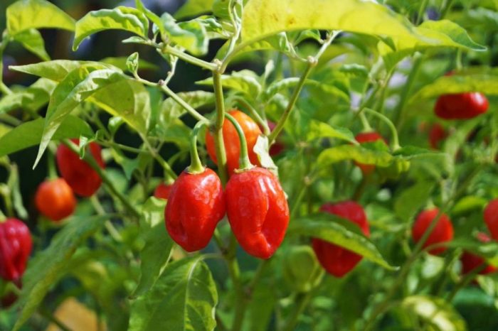 How often do i water pepper plants