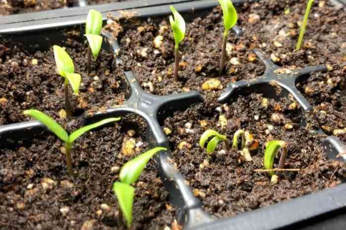 How often do i water jalapeno plants