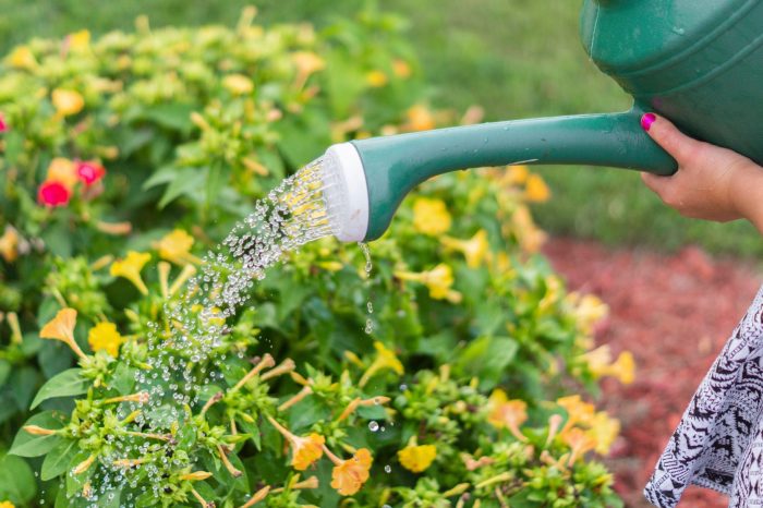 Can you water plants in the afternoon