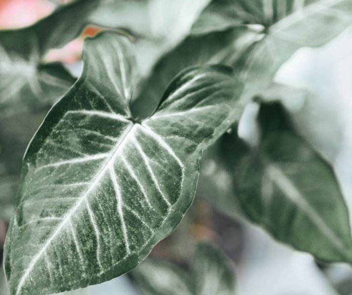 Can arrowhead plants grow in water