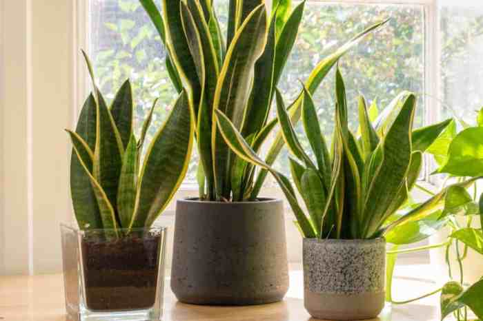 How long can outdoor plants survive without water