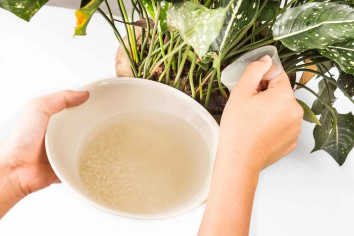 Can you water plants with soapy water