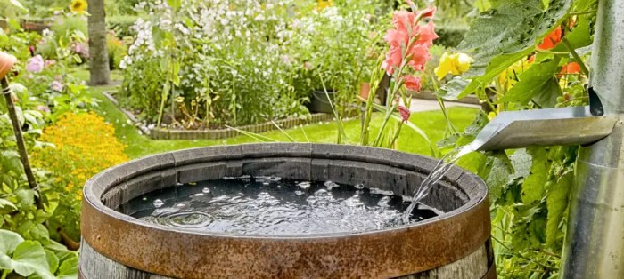 How long is rain water good for plants