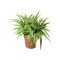 How Much Water Spider Plant Needs?