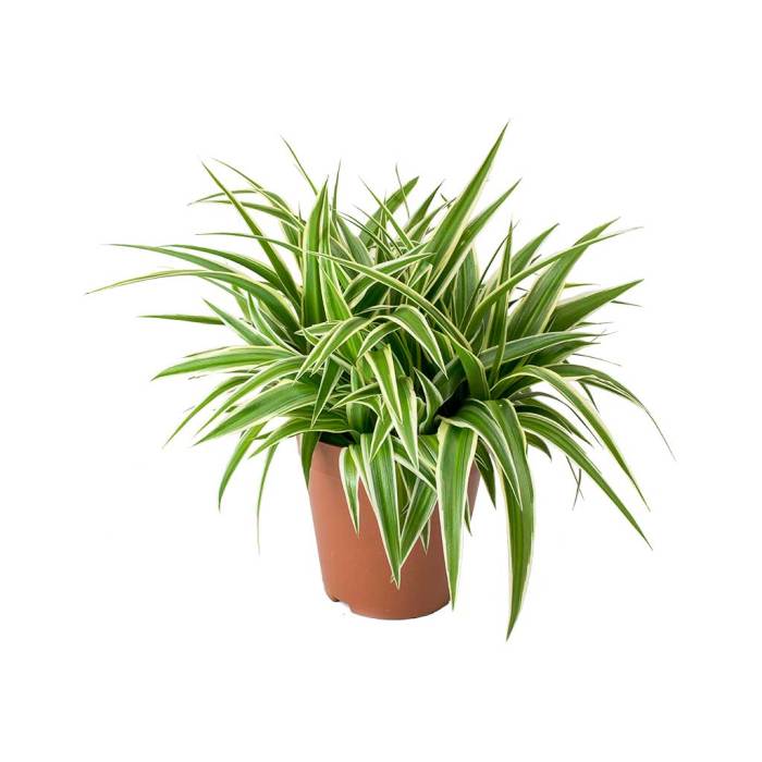 How much water spider plant