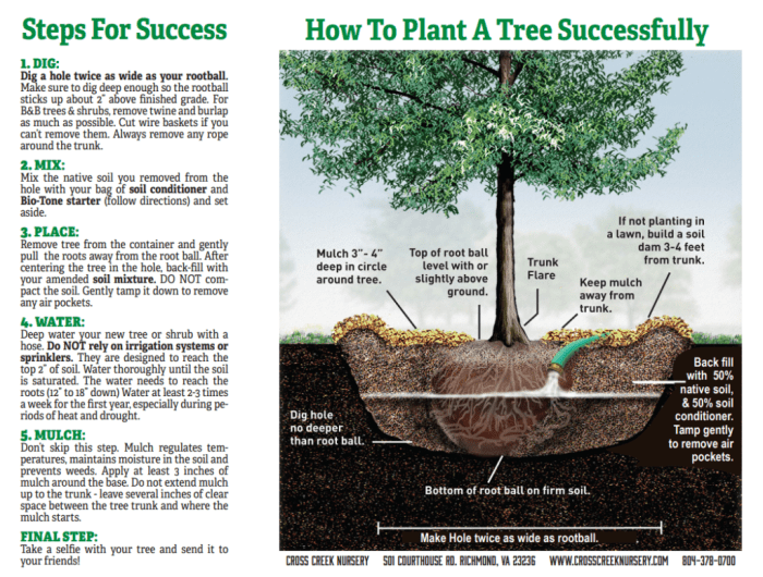 How long to water a newly planted tree