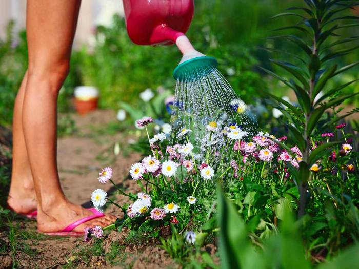 How often should you water plants in summer