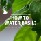 How Often Should I Water Basil Plant?