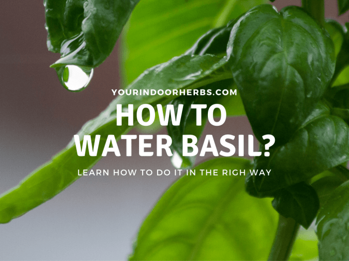 How often should i water basil plant