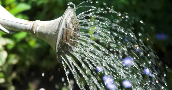 Can you use pool water to water plants