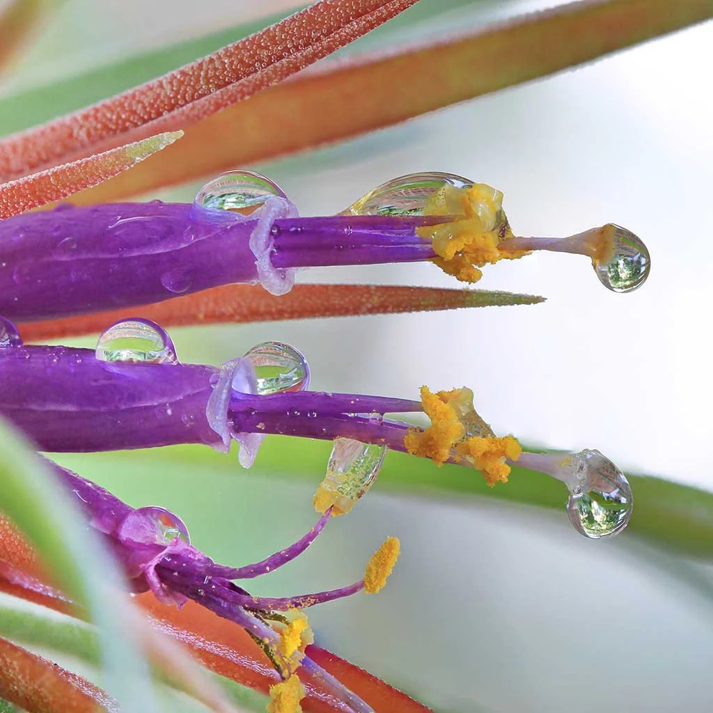 How often to water air plant