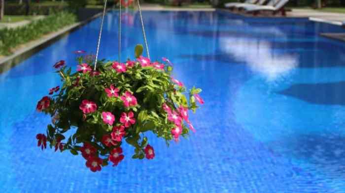 Can you water plants with pool water