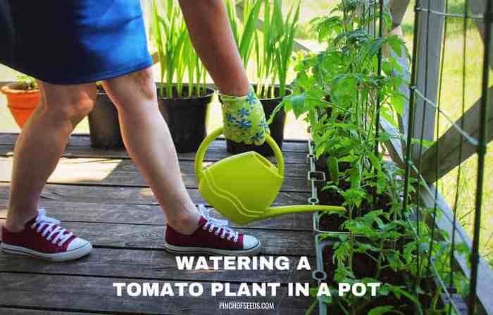 How much water is needed for tomato plants