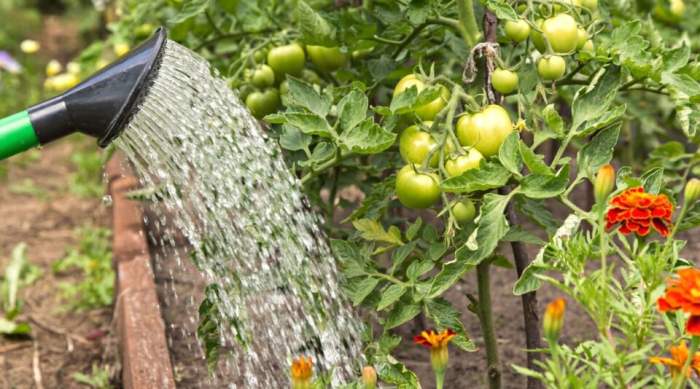 How much water to give a tomato plant