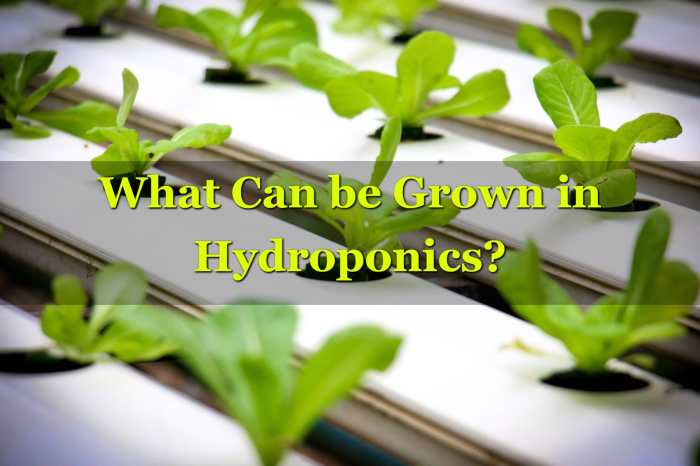 Hydroponics plantophiles