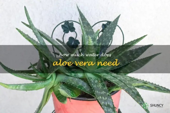 Aloe water often watering eye