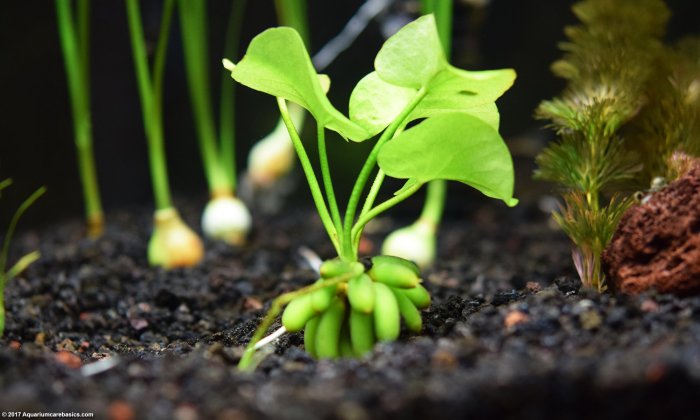 How often do you water a banana plant