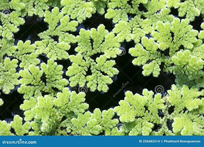 How often do you water fern plants